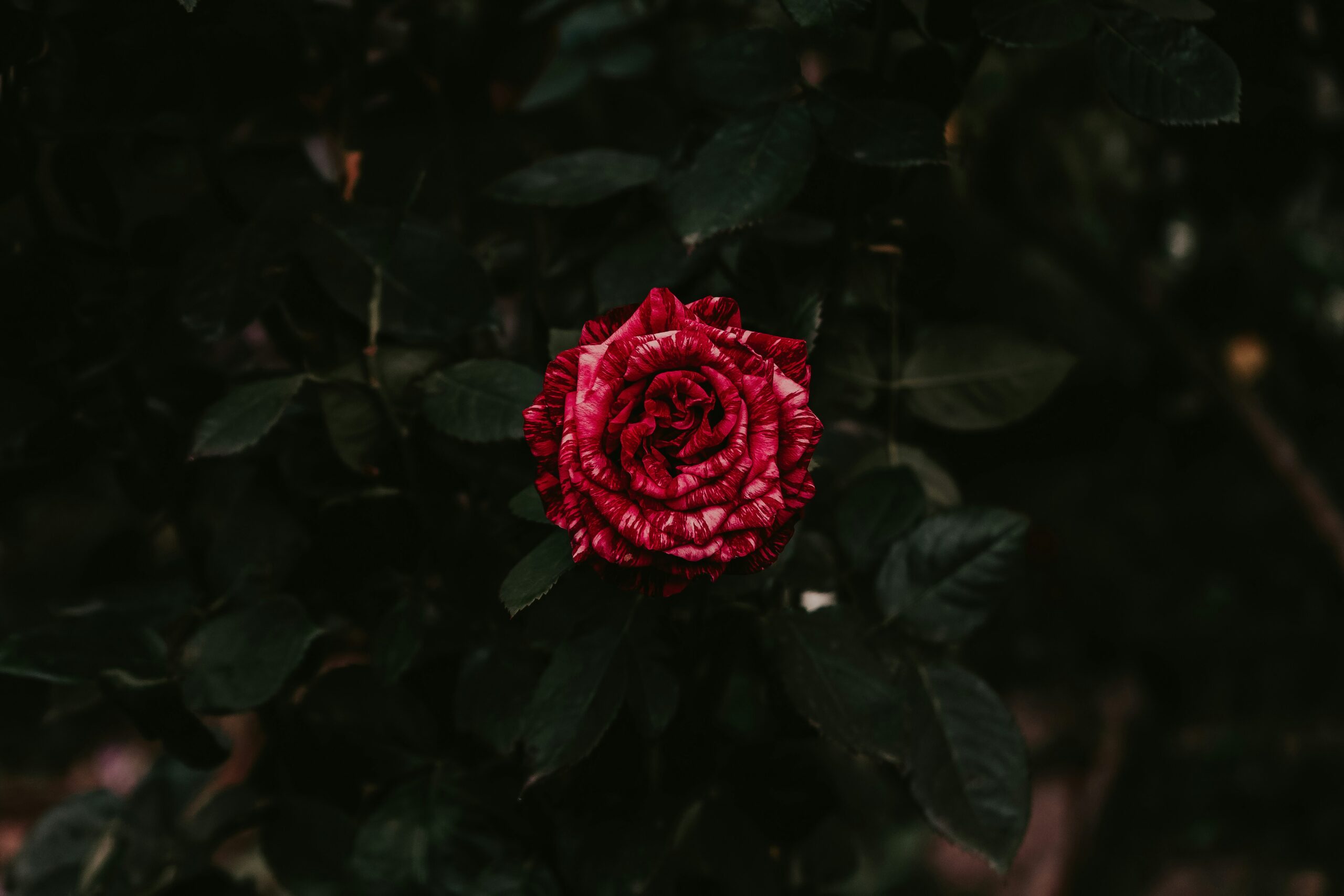 Inside Iran, Brand Mind Games & Why Nicolas Cage Can’t Quit | Weekly NishIsHere – Issue 86